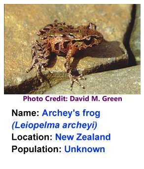 archey_s_frog_david_m_green