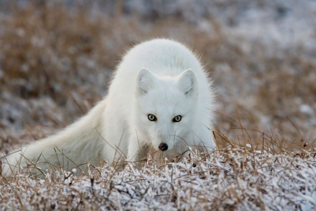 arctic_fox_alaska arctic fox alaska