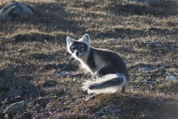 Arctic fox summer Arctic fox summer