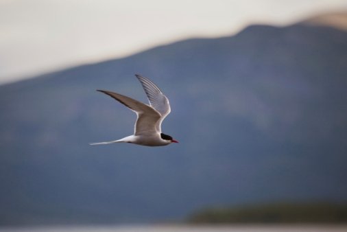 arctic_tern_flying arctic tern flying