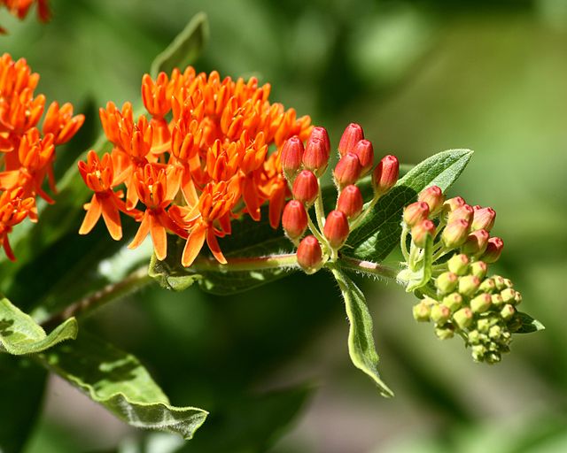 asclepias_tuberosa_sage_ross Butterfly weed, asclepias tuberosa