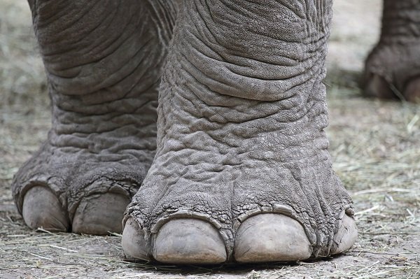 Closeup of elephant feet