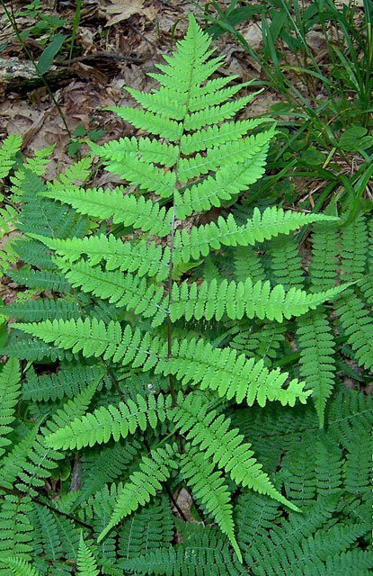athyrium_angustum Northern Lady Fern