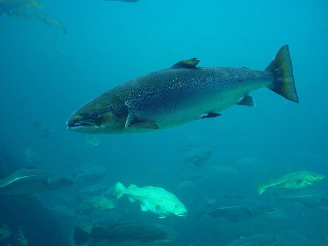 Atlantic Salmon Norway photo credit: Hans Petter Fjeld Atlantic Salmon Norway photo credit: Hans Petter Fjeld