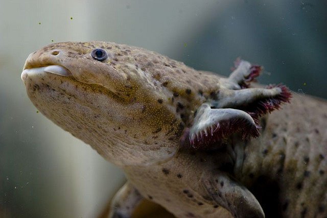 axolotl_salamander_aztec_god axolotl salamander