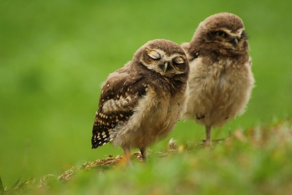 Blink Babies Burrowing Owl