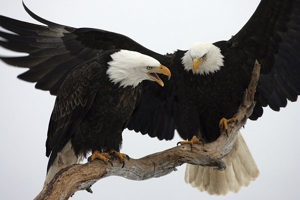 bald eagles