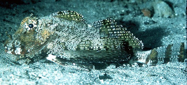 bandtail_sea_robin_john_e_randall_from_worldfish_center_fishbase bandtail sea robin