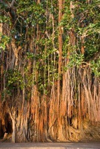 banyan_tree Banyan Tree, Ficus benghalensis