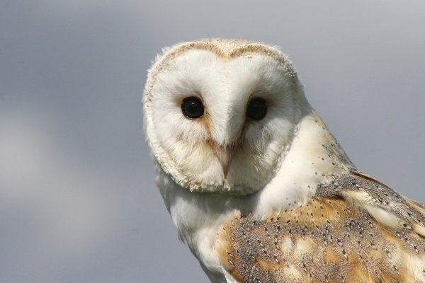 barn owl heart face