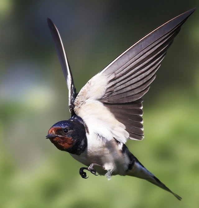 barn swallow flying songbird