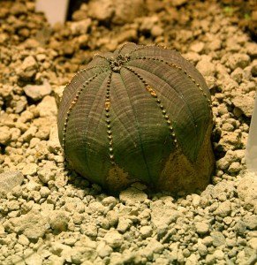 baseball_plant Baseball plant, sea urchin, Euphorbia obesa