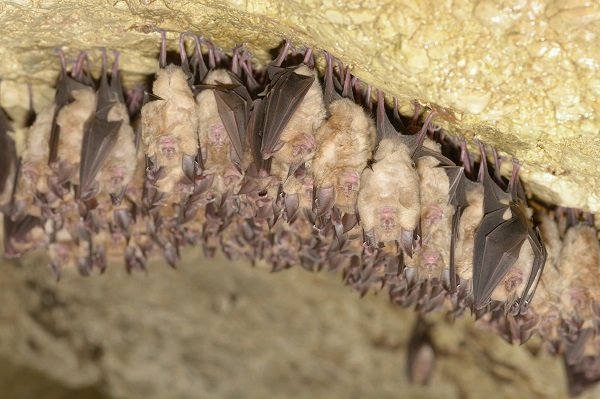 Group of Lesser horseshoe bat (Rhinolophus hipposideros) - wintering colony