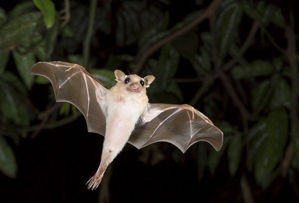 bat flying