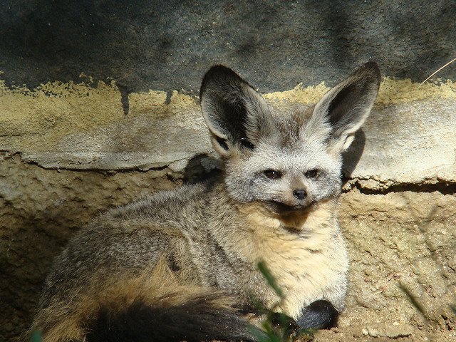 bat_eared_fox_flickr_credit_mstickmanp bat eared fox