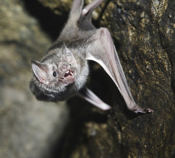 Vampire Bat