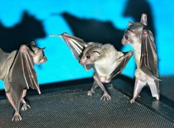 bats upside down dancing