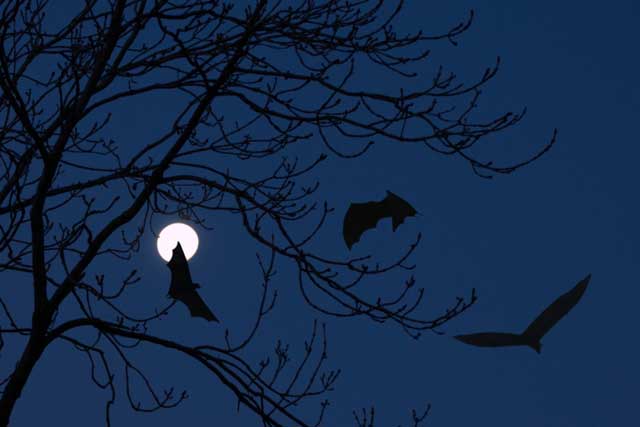bats in the night sky bats night sky