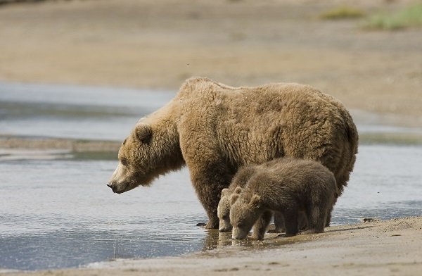 bear mom and cubs