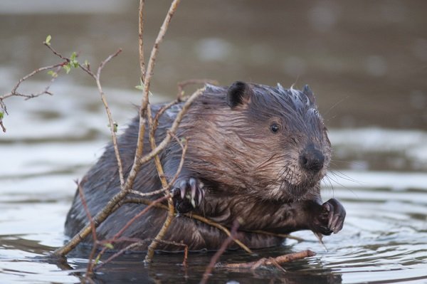 beaver in water