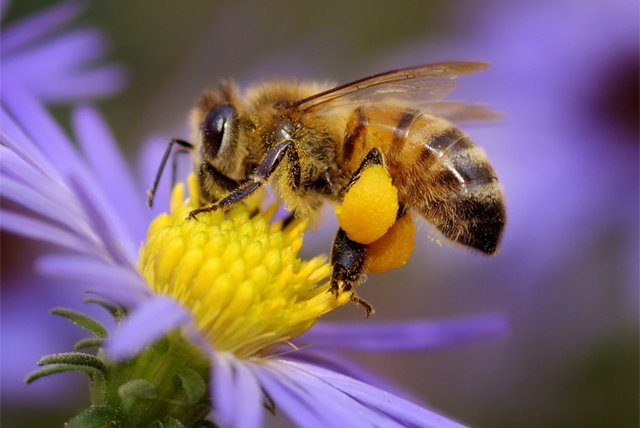 Honeybee on aster