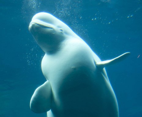 Beluga whale