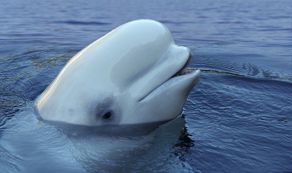 beluga whale