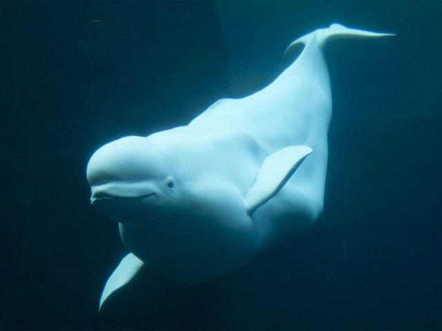 Beluga whale
