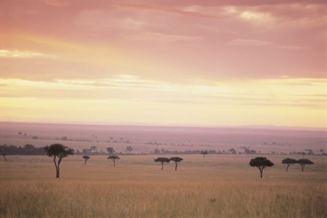 grassland biome grassland biome