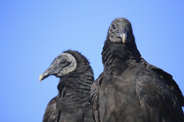 black vultures
