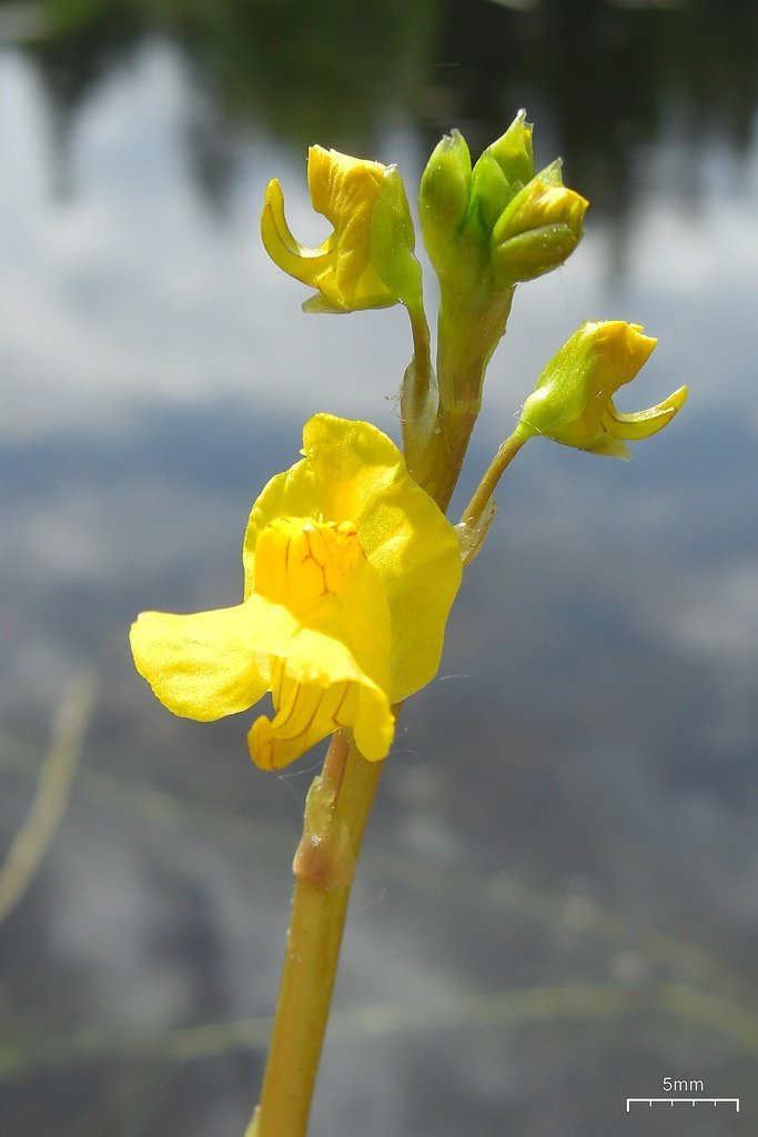bladderwort_flickr_credit_pellaea carniverous bladderwort plant