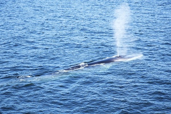 blue whale