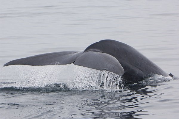 Blue Whale Fluke