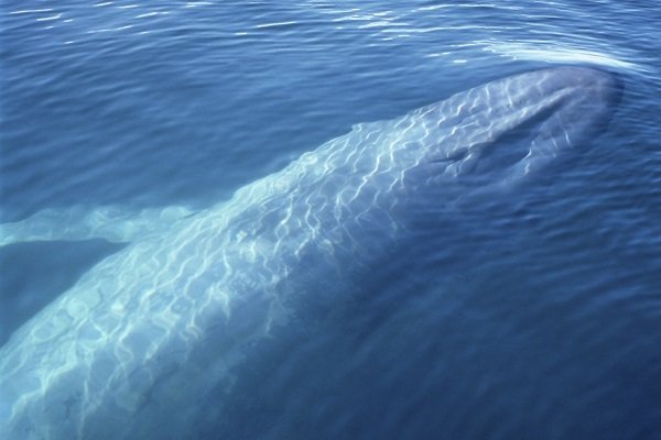 Blue whale