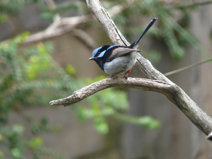 fairy wren fairy wren