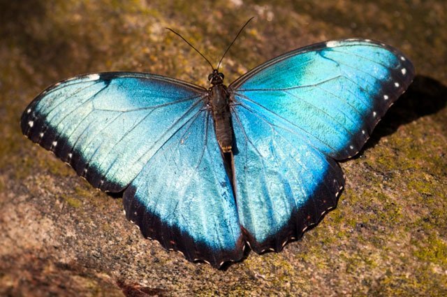 blue_morpho_butterfly_blue blue, butterfly, wings, shiny, rock, insect, morpho