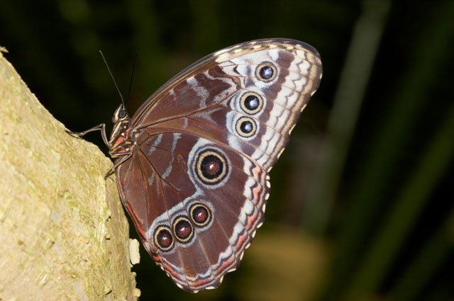 blue_morpho_butterfly_wings_closed_blue brown, butterfly, tree, insect, morpho, wings