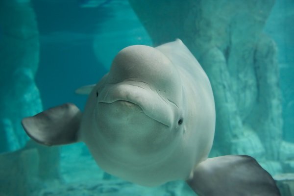Beluga Whale
