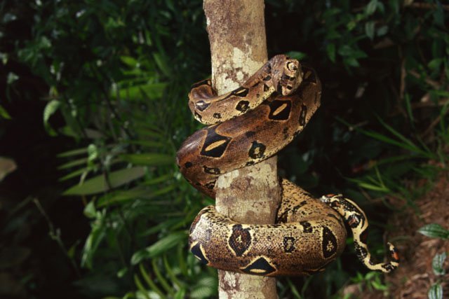 boa_constrictor_tree boa constrictor tree