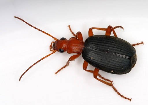 bombardier_beetle_photo_credit_patrich_coin bombardier beetle