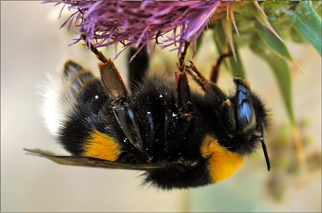 bombus_polaris_silvio_sorcini bombus polaris, arctic bumblebee