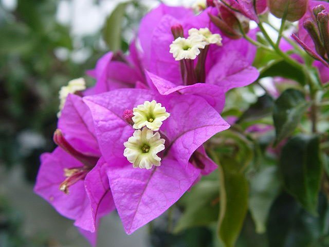 bougainvillea_glabra_purple_carsten_niehaus purple, flower, white, plant, bougainvillea glabra