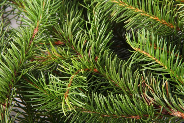 branches_spruce_pine_tree spruce pine tree