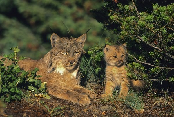 Canadian lynx