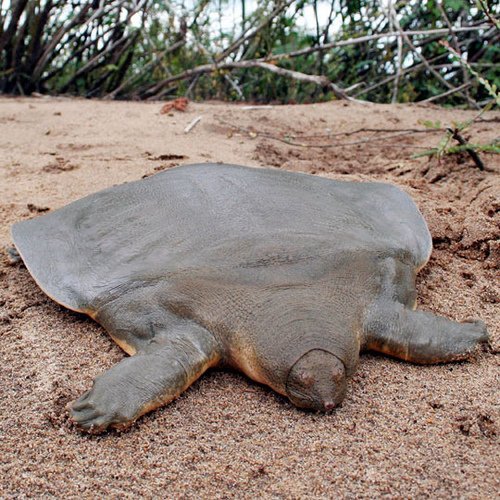 cantors_giant_softshell_ turtle_blogue_ dementia cantors giant softshell turtle