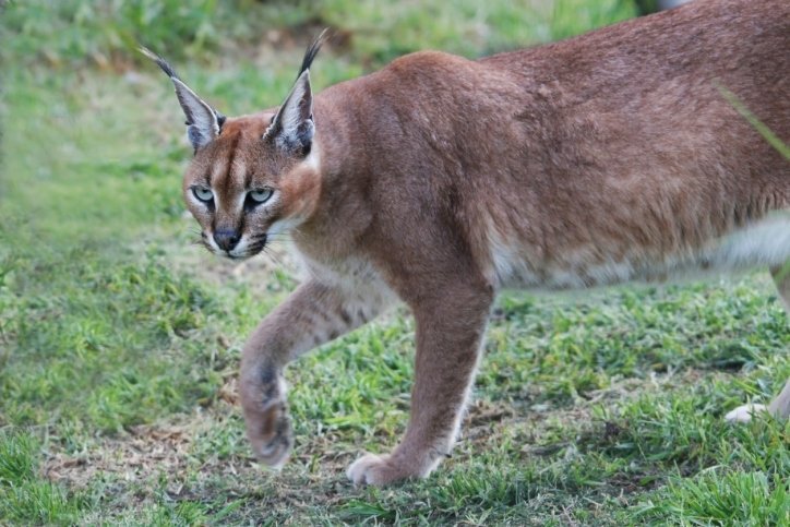 caracal caracal