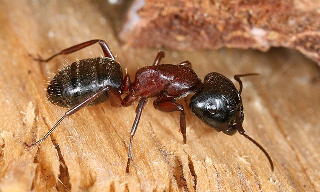 carpenter_ant_photo_credit_richard_bartz carpenter ant
