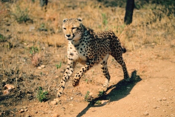 cheetah cheetah