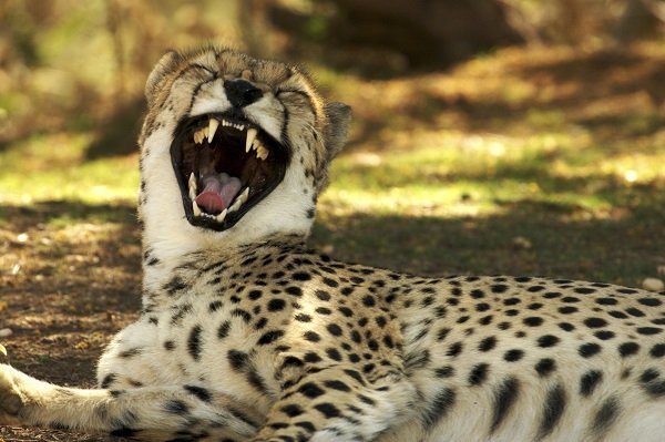 cheetah_laughing