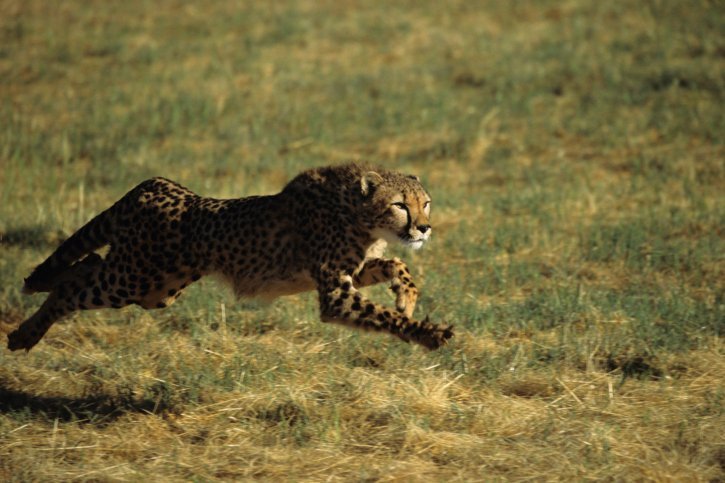 cheetah running cheetah running